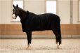 BR CLX Zweetdeken Fleece Zwart 195