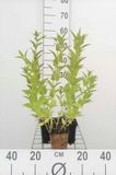 GRDplanten Groendecor Tuinarchitectuur 6x Kattekruid - Nepeta sibirica | 9x9 cm pot
