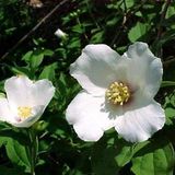 Arborix Philadelphus 'Belle Etoile' - Boerenjasmijn 50-60 cm in pot