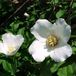 Arborix Philadelphus 'Belle Etoile' - Boerenjasmijn 50-60 cm in pot