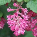 Arborix Ribes Ribes sanguineum 'King Edward VII' - Siertrosbes 50-60 cm in pot