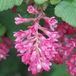 Arborix Ribes Ribes sanguineum 'King Edward VII' - Siertrosbes 50-60 cm in pot