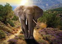 AG Design olifant, vlies fotobehang 1-delig, meerkleurig 0,1 x 160 x 110 cm