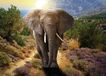 AG Design olifant, vlies fotobehang 1-delig, meerkleurig 0,1 x 160 x 110 cm