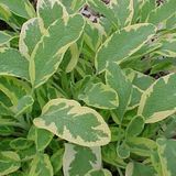 Arborix Salvia 6 x Salvia Officinalis 'Aurea' - Echte Salie pot 9x9cm