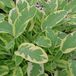 Salvia 6 x Salvia Officinalis 'Aurea' - Sauge officinale pot 9x9cm