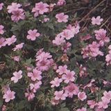 Arborix Geranium 6 x Geranium Endressi 'Wargrave Pink' - Ooievaarsbek pot 9x9cm, roze bloemen en langbloeiend