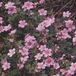 Arborix Geranium 6 x Geranium Endressi 'Wargrave Pink' - Ooievaarsbek pot 9x9cm, roze bloemen en langbloeiend
