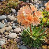 Bloomique - Set van 6 - Lewisia Cotyledon Elise - Bitterkruid - Rijkbloeiend - Winterhard - Vaste plant - 10-20 cm hoog - Pot 9 cm
