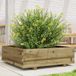 Maison Exclusive - Jardinière 80x80x26,5 cm, en pin imprégné