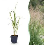 Green boutiQ - Molinia arund. Karl Foerster - Pijpestrootje - Groen - 1 Plant