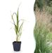 Green boutiQ - Molinia arund. Karl Foerster - Pijpestrootje - Groen - 1 Plant