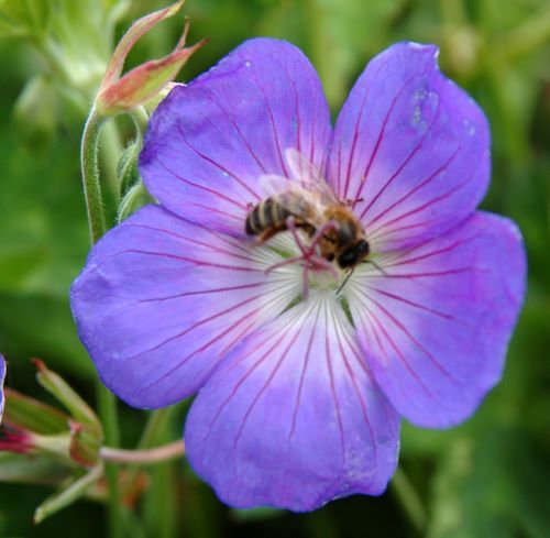 Griffioen Geranium Rozanne Griffioen - Griffioen