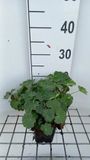 GRDplanten Groendecor Tuinarchitectuur 6x Vrouwenmantel - Alchemilla vulgaris | pot 9 x 9 cm