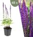 Plants by Frank | 48 Salie planten | Salvia nemorosa 'Ostfriesland' | Winterharde bodembedekker planten | tuinplanten | Winterharde vaste planten meerjarig | Winterharde tuinplanten