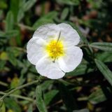 Helianthemum 6 x Helianthemum 'The Bride' (=Snow Queen) - Ciste pot 9x9cm - Fleurs blanches