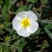 Helianthemum 6 x Helianthemum 'The Bride' (=Snow Queen) - Ciste pot 9x9cm - Fleurs blanches