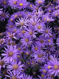 GRDplanten Groendecor Tuinarchitectuur 6x Bergaster - Aster amellus 'Blue King' | 9x9 cm pot