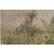 Forêt Tropicale Papier Peint Panoramique - 390 cm x 252 cm