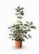 Sunny Tree - Figuier en forme d'arbuste - Brown Turkey - Ficus Carica - Figue douce comestible - 100 cm - Arbre fruitier - Rustique jusqu'à -18