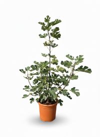 Sunny Tree - Figuier en forme d'arbuste - Brown Turkey - Ficus Carica - Figue douce comestible - 100 cm - Arbre fruitier - Rustique jusqu'à -18