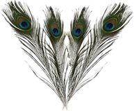 Creativ Company B.V. Paardenstaartveren - 20x - 25-30 cm - veren - hobby veertjes