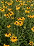 GRDplanten Rudbeckia fulg. 'Speciosa' 6x Zonnehoed - 9x9 cm pot