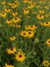 GRDplanten Rudbeckia fulg. 'Speciosa' 6x Zonnehoed - 9x9 cm pot
