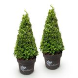 Green boutiQ - Buxus Pyramide - BetterBuxus Skylight - 2 Planten - Pot 23cm Hoogte 60-70cm