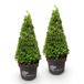 Green boutiQ - Buxus Pyramide - BetterBuxus Skylight - 2 Planten - Pot 23cm Hoogte 60-70cm