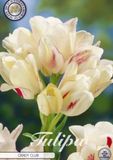Dutch Finest Quality Candy Club Tulpenbollen 7 stuks bolmaat 12+