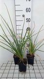 GRDplanten Groendecor Tuinarchitectuur 6x Vuurpijl - Kniphofia uvaria 'Grandiflora' | 9x9 cm pot