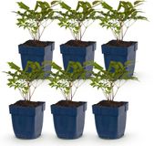 Plantenboetiek.nl Astilbe Tricolour - Pluimspirea - Schaduw - Paars - Roze - Wit - 6 Planten - Ø11cm - 15-25cm hoog - Tuinplant
