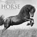 Willow Creek Press Spirit of the Horse 2027 12 X 12 Wall Calendar