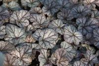 GRDplanten 6x Damastbloem - Heuchera hybr. 'Cinnabar Silver' | 9x9 cm pot