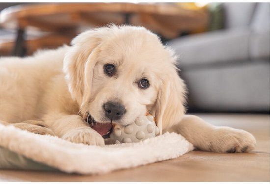 Beeztees Puppy Speelbal Denise - Grijs