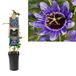 Van der Starre Klimplant Passiflora Purple Haze 75 cm Passiebloem