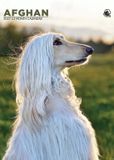CalendarsRUs Afghaanse Windhond A3 Kalender 2027
