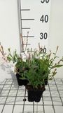 Gaura 6x Gaura lindh. 'White Dove' | pot de 9x9 cm