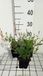 GRDplanten Gaura 6x Gaura lindh. 'White Dove' | 9x9 cm pot