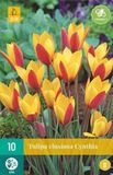 Jub Tulp Clusiana Cynthia