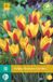 Jub Tulp Clusiana Cynthia
