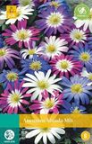 JUB Anemone blanda mix bloembollen 15 bollen