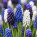 Green boutiQ - 400x Muscari Magic mix - Druifhyacint - Diversen - Verwilderingsbol - Bolmaat 7/8
