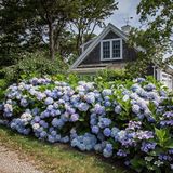 Green boutiQ Hydrangea Endles Summer The Orginal Blue - Hortensia - Winterhard - Blauw - 2 Planten - Pot 14cm - Hoogte 20-25cm