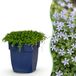 boutiQ - Vasteplant - Isotoma fluviatilis - Sterrenbloem - RotsPlant - Licht Blauw - 1 Plant - Pot 11cm - Hoogte 15-25cm