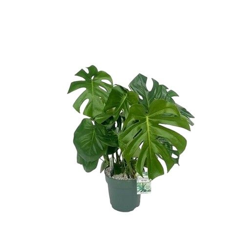 Beautanic Lifestyle Monstera Deliciosa II Potmaat 24 H80-90 kamerplant
