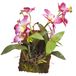Lucky Reptile IF-18 Hangende Orchidee, Paars