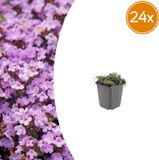 Plantenboetiek.nl Tuinplantenshop.com Thymus praecox 'Purple Beauty' 24 stuks - Ø9cm - 10-25cm hoog - Bodembedekker