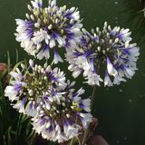 Arborix Agapanthus 6x Agapanthus hybrida 'Twister'® Pot 9x9cm - Prachtige bloeiende plant voor in de tuin